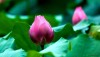 Hình ảnh hoa sen tượng trưng cho sự bình yên của Làng Quỳnh